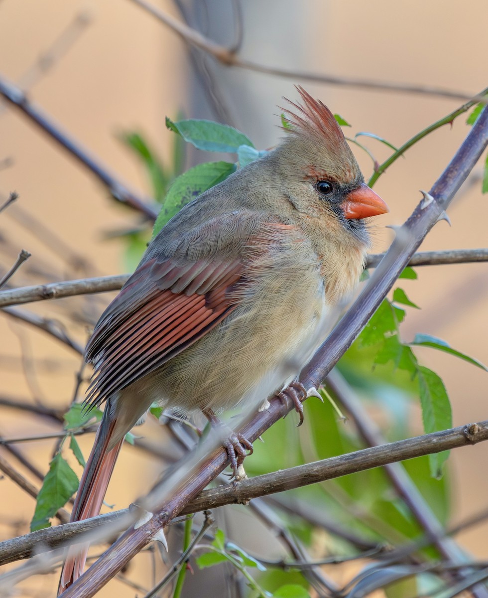 kardinál červený - ML646247573