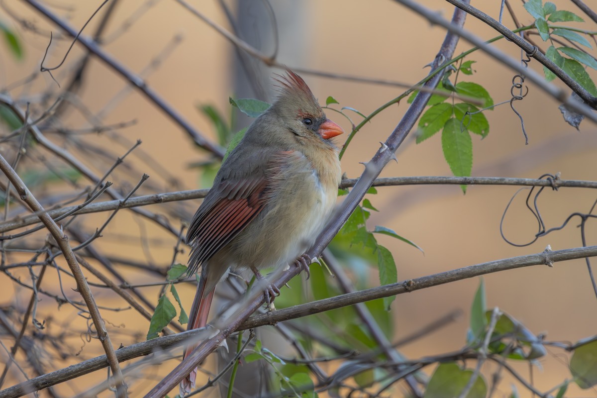 kardinál červený - ML646247574