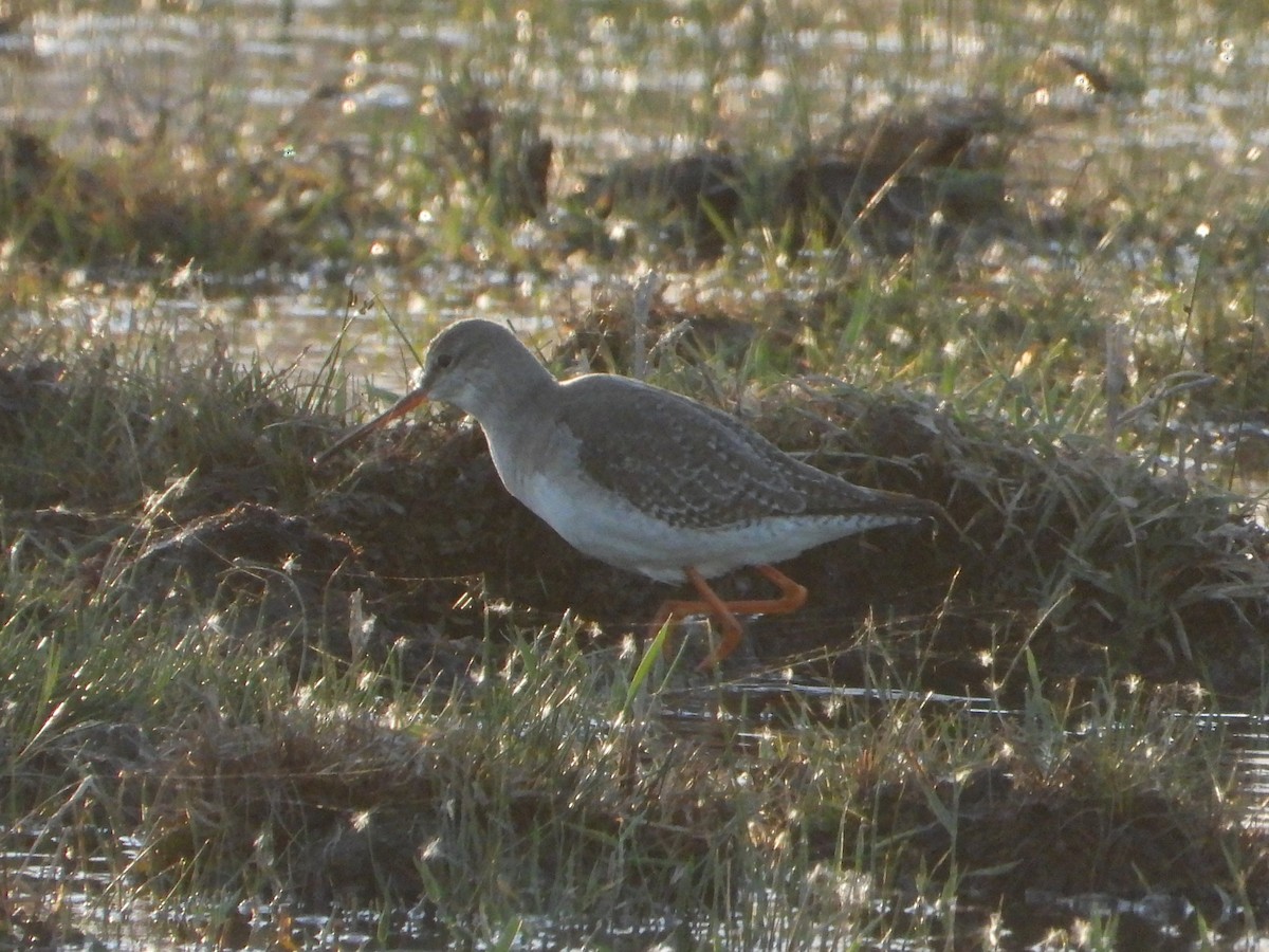 Spotted Redshank - ML646247576