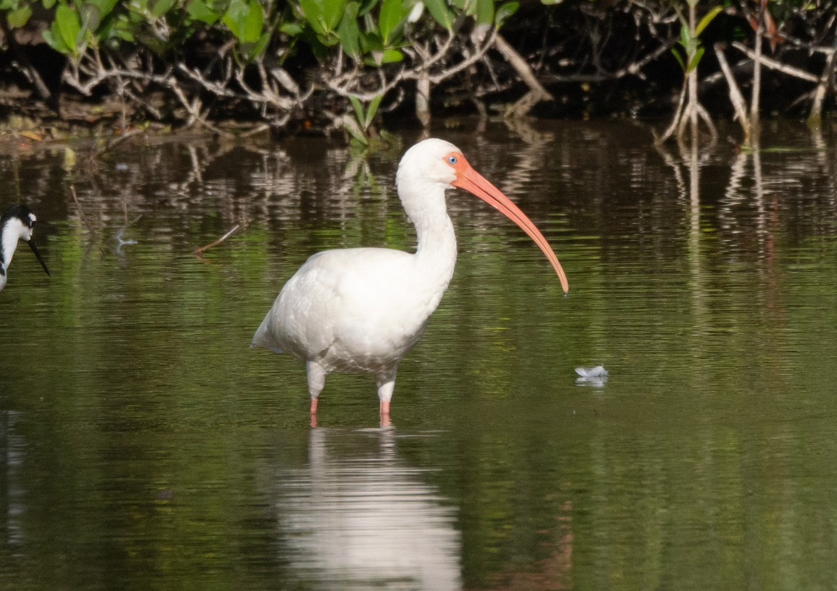 White Ibis - ML646247577