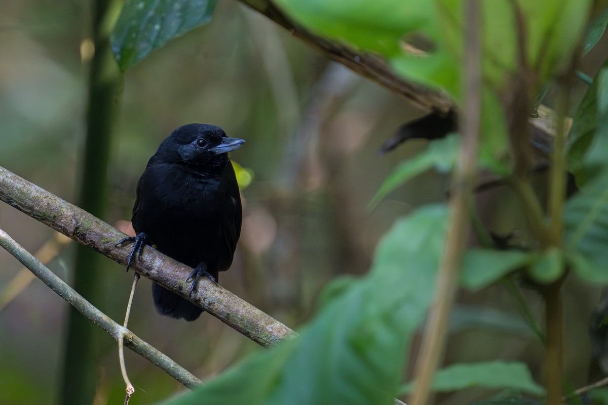 Чёрный копьеклюв - ML646247579