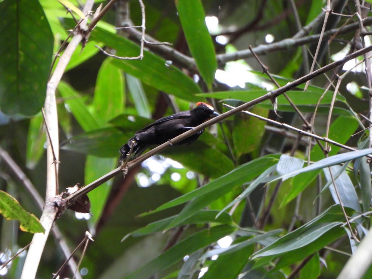 Flame-crested Tanager - ML646247580