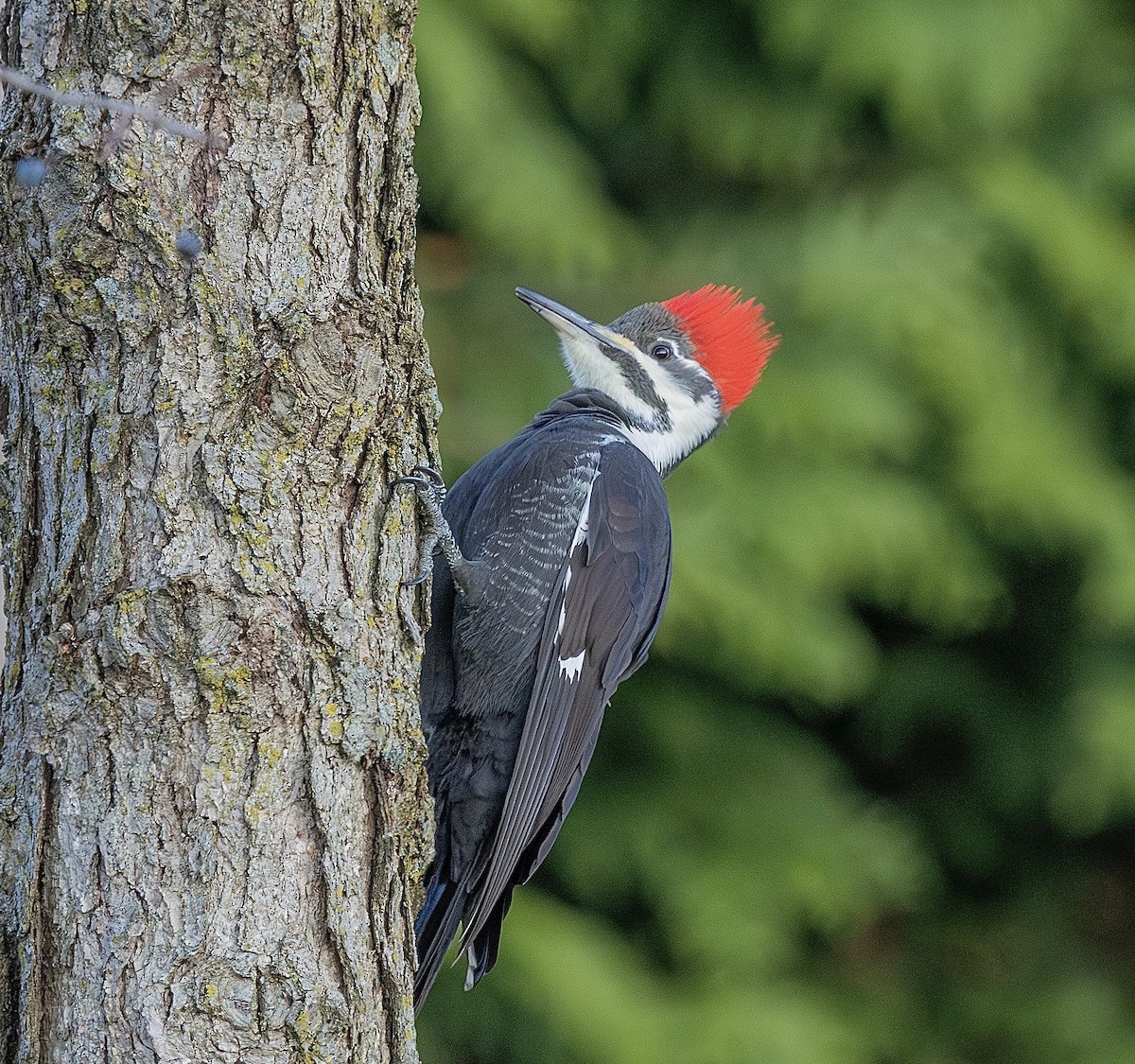 datel chocholatý - ML646247582