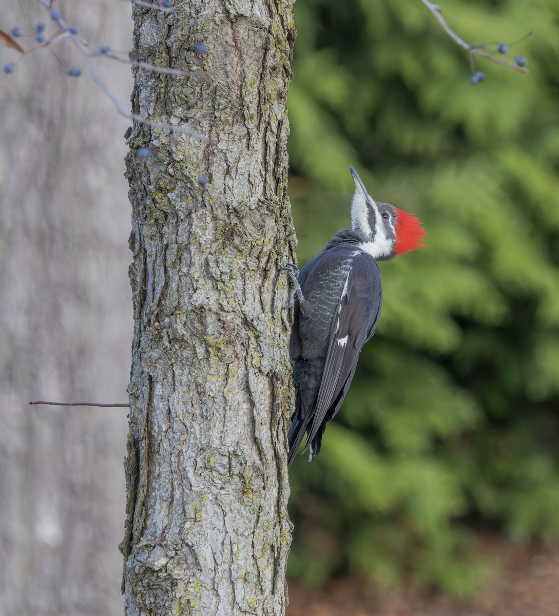 datel chocholatý - ML646247583