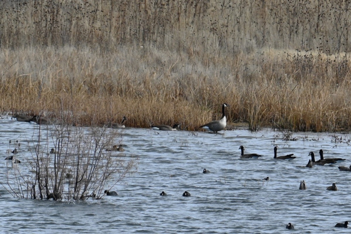 berneška velká - ML646247584