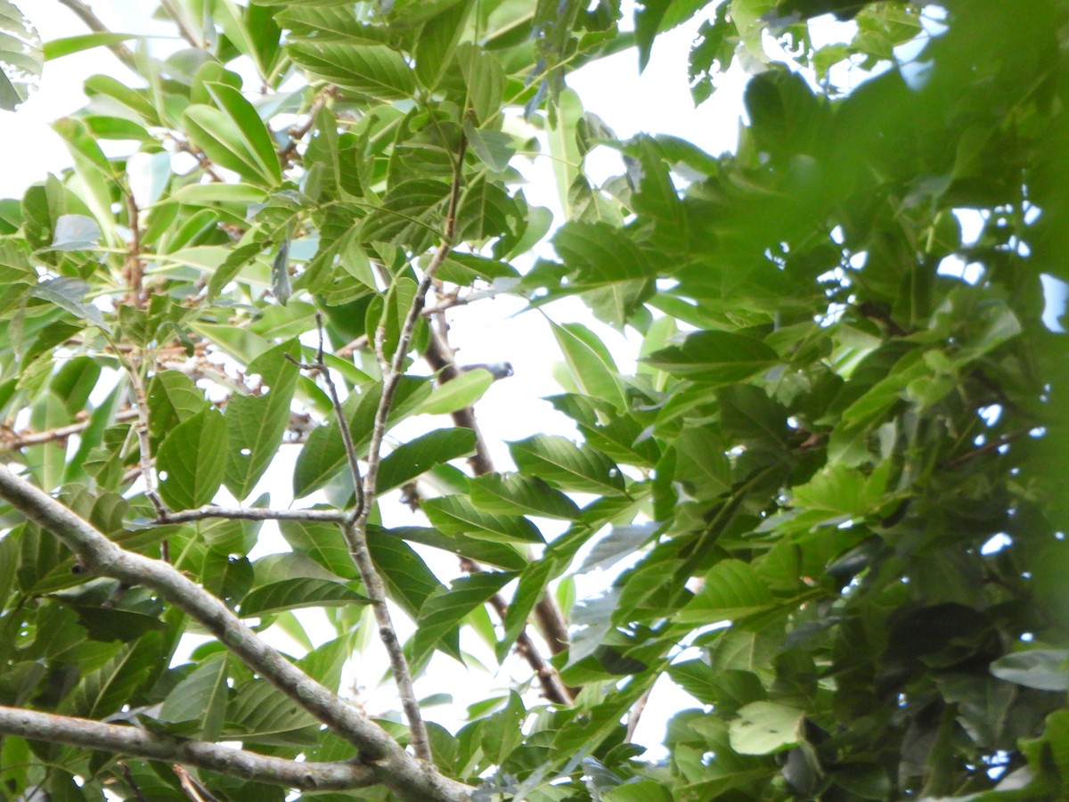 Masked Tanager - ML646247603