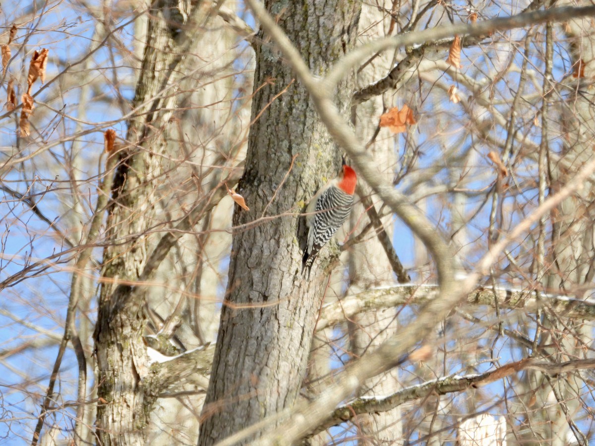 Kızılca Karınlı Ağaçkakan - ML646247605