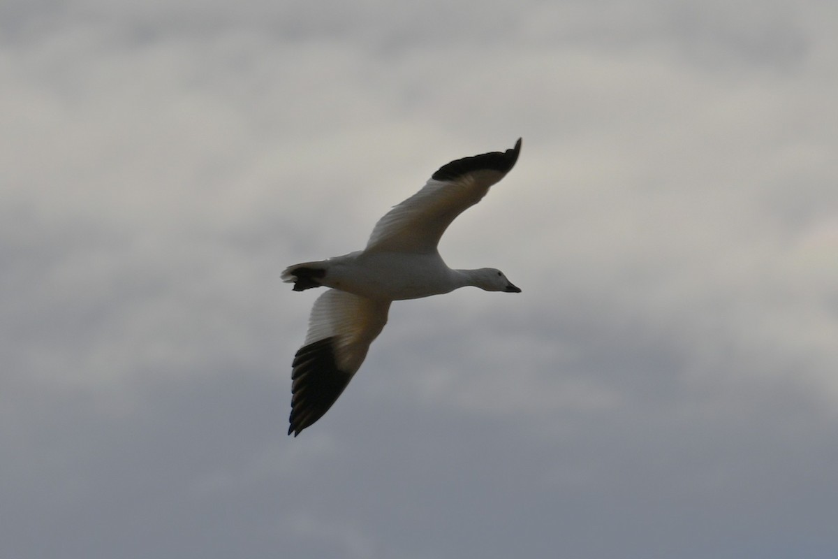 husa sněžní - ML646247609