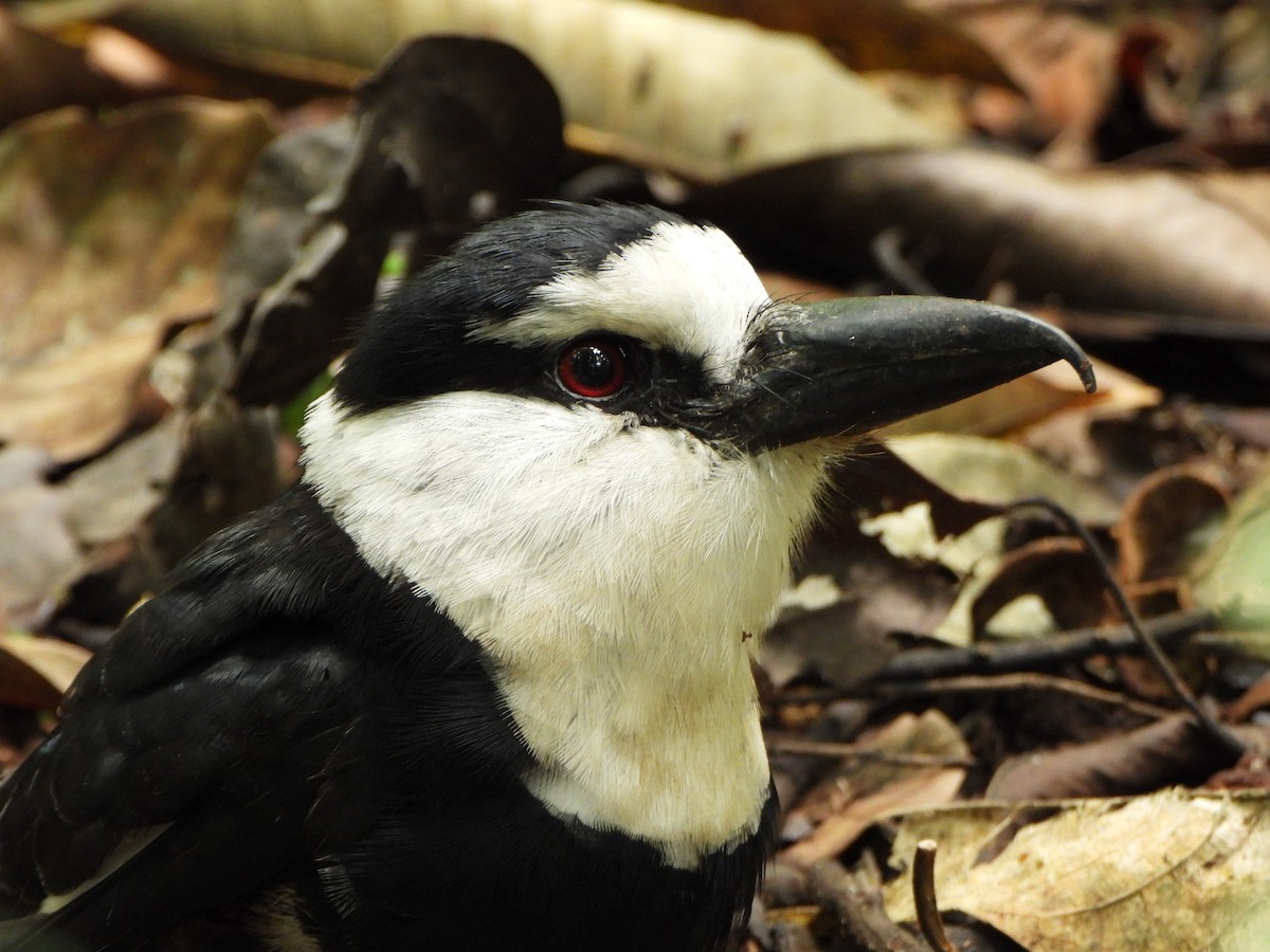 White-necked Puffbird - ML646247614