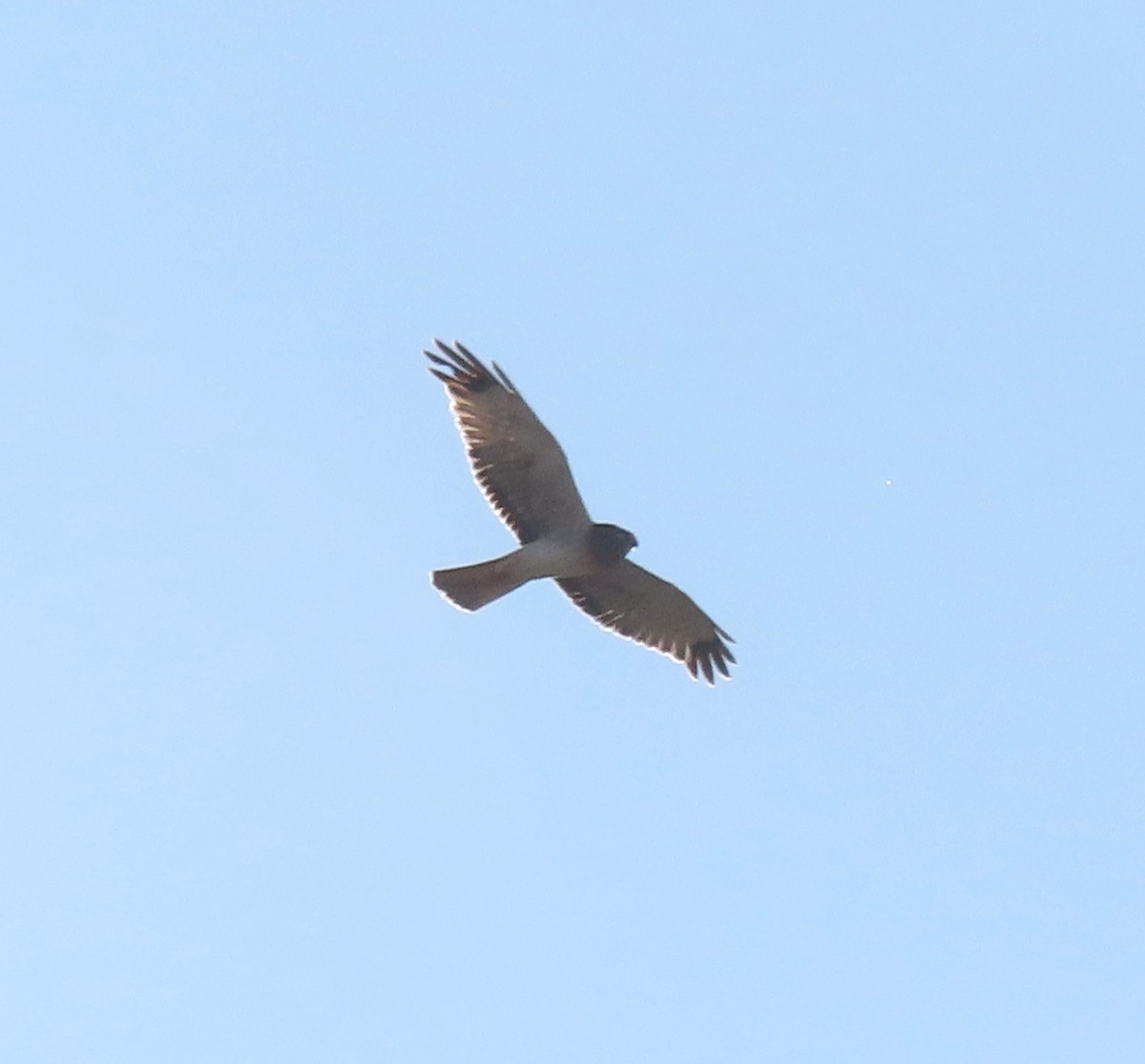 Northern Harrier - ML646247617