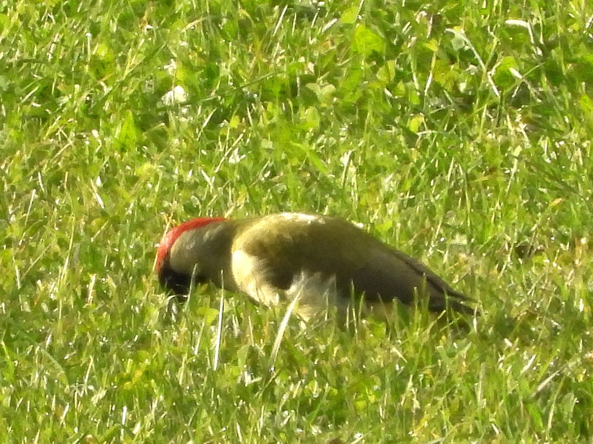 Eurasian Green Woodpecker - ML646247618