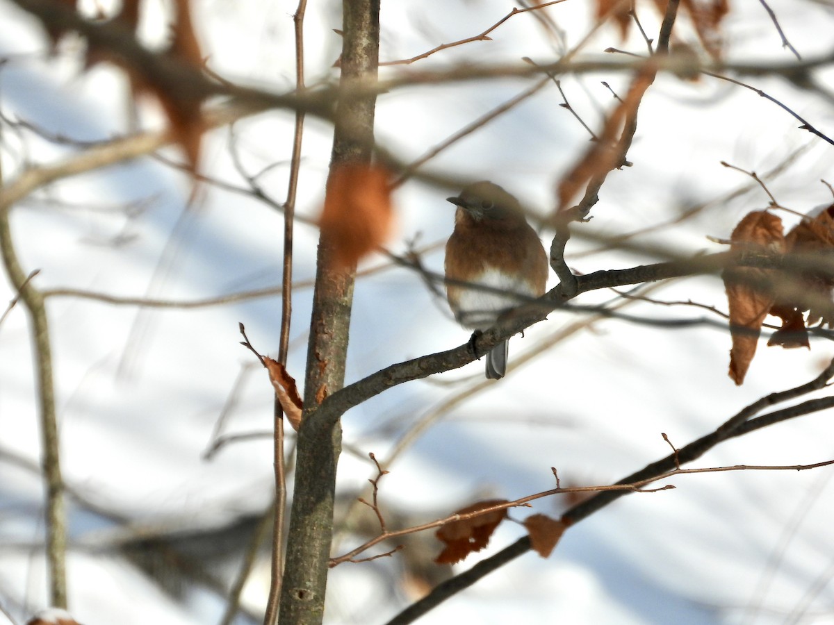 Doğulu Mavi Ardıç - ML646247620