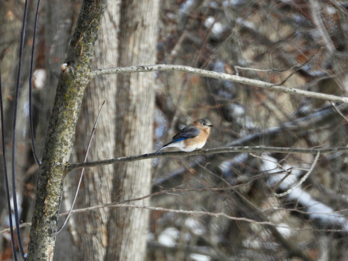 Doğulu Mavi Ardıç - ML646247621