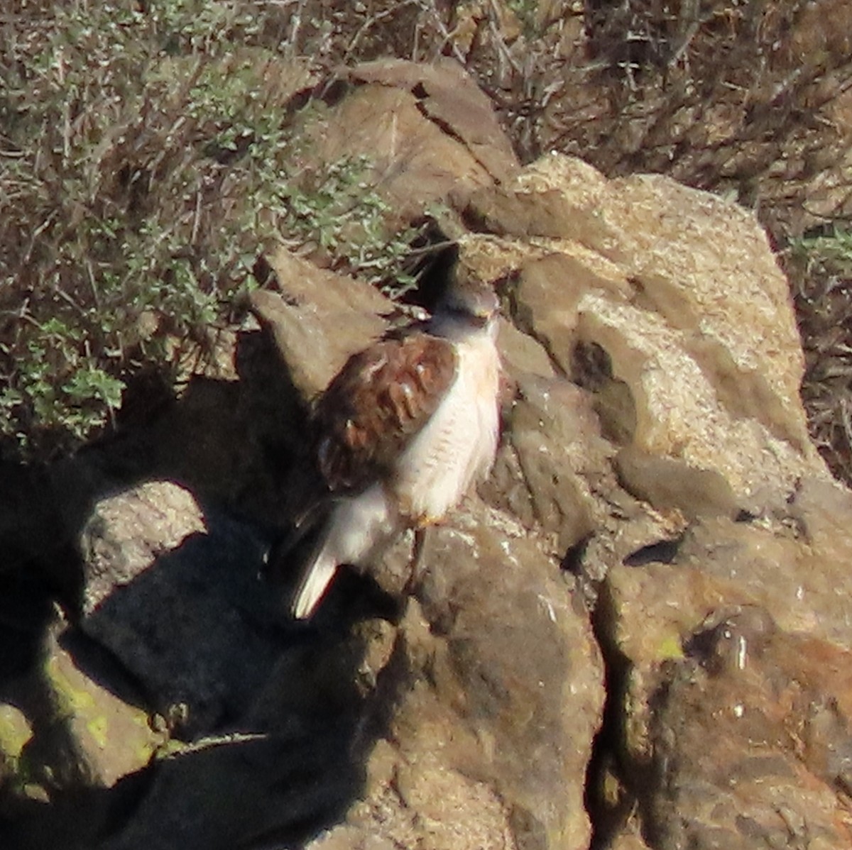 Ferruginous Hawk - ML646247626