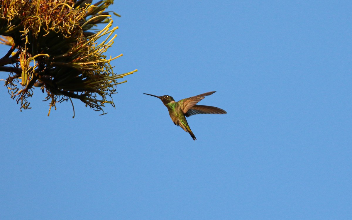 Rivoli's Hummingbird - ML646247629
