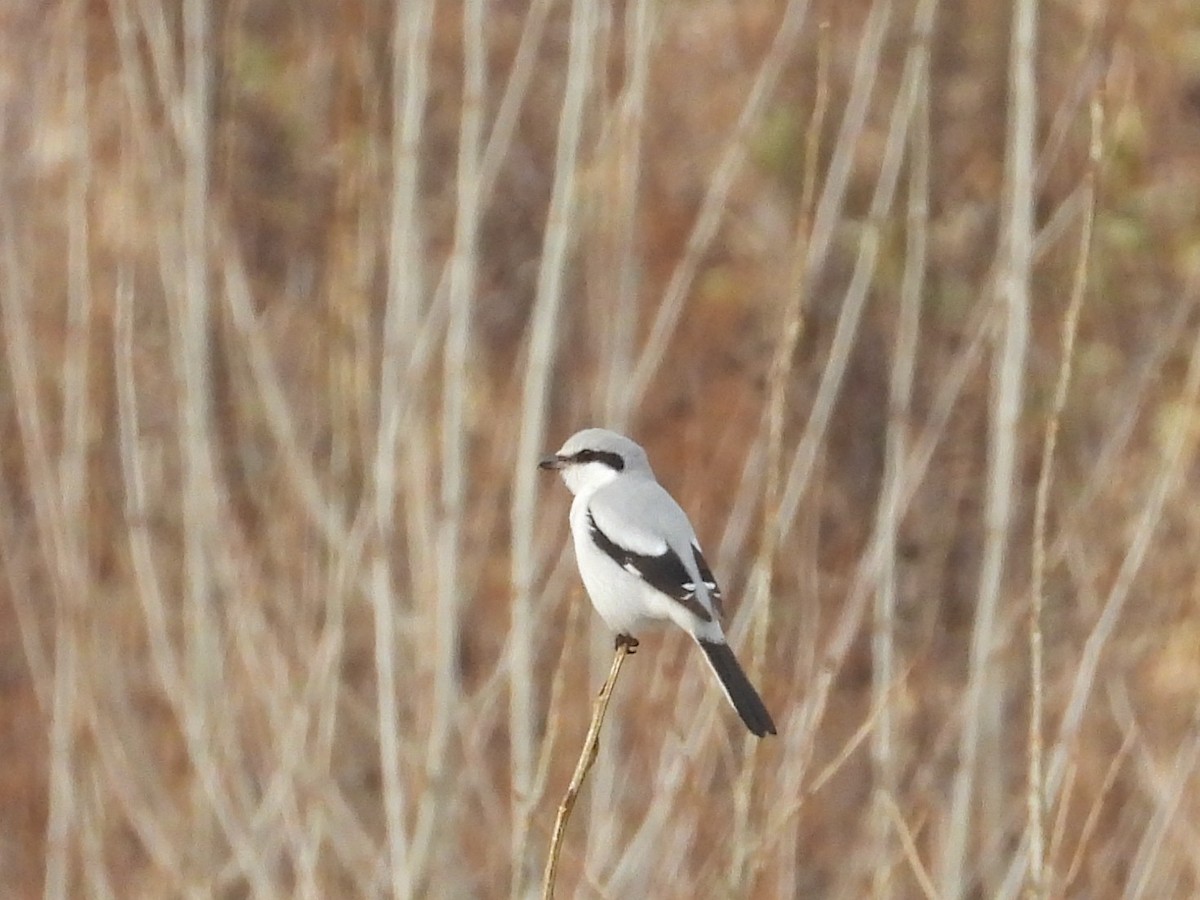 Great Gray Shrike - ML646247633