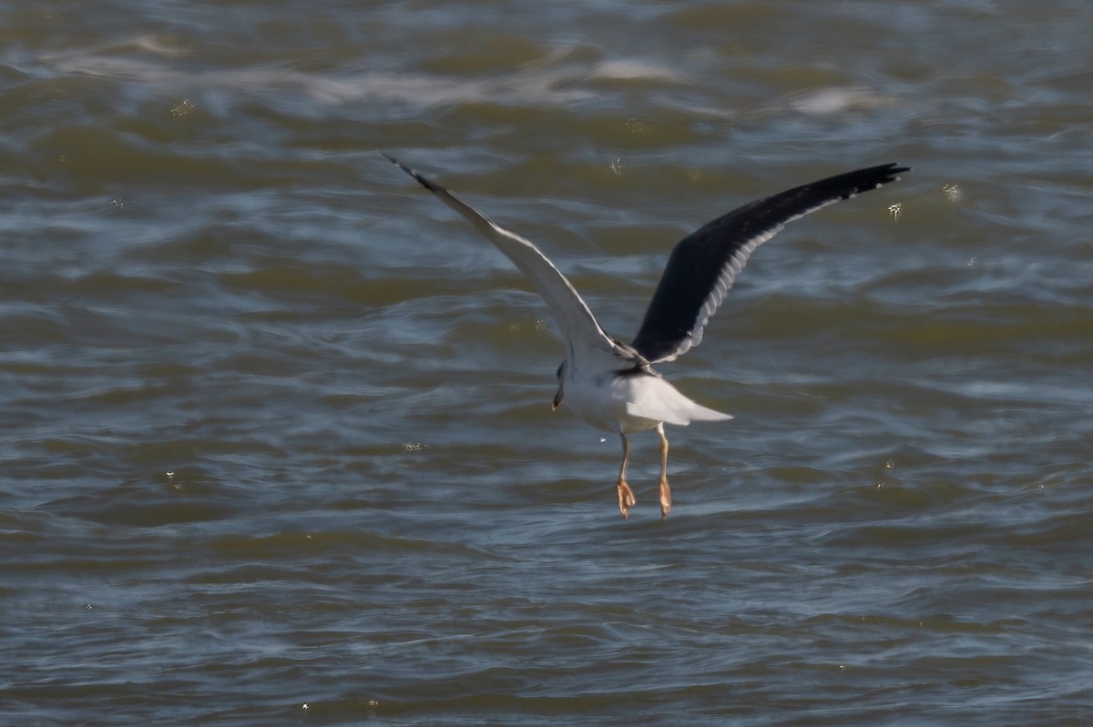 Lesser Black-backed Gull - ML646247643