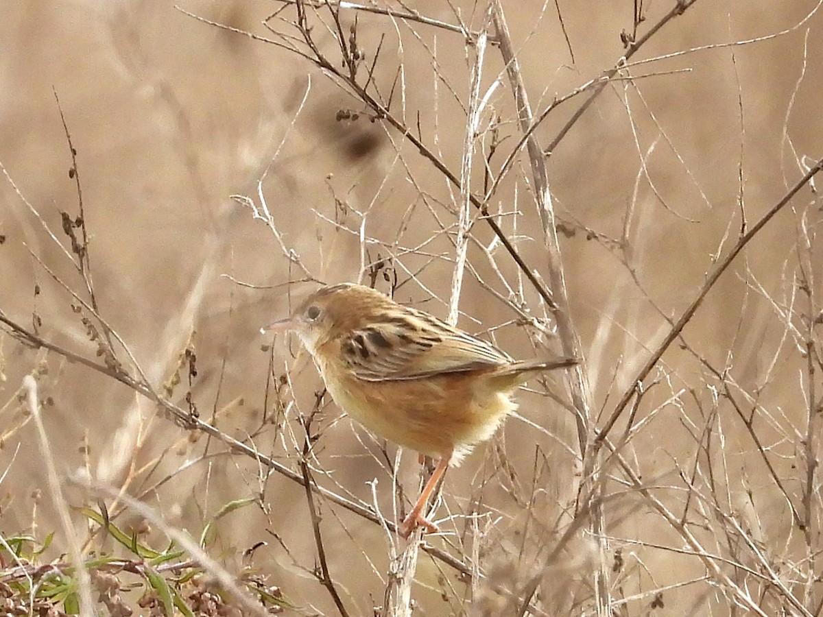 Zitting Cisticola - ML646247653