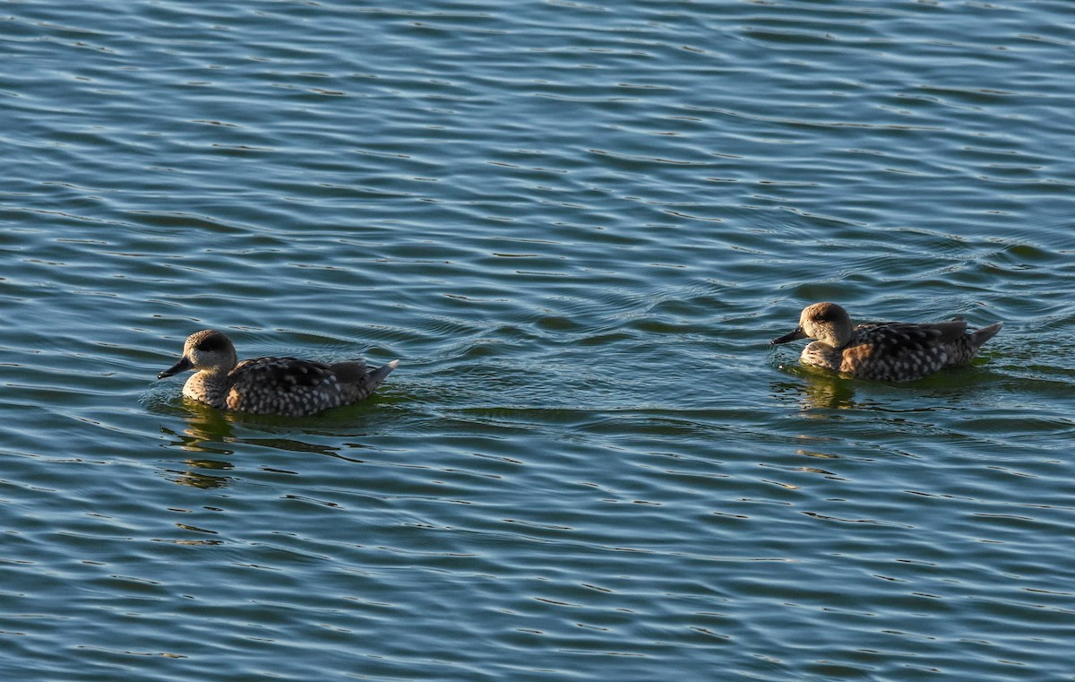 Marbled Duck - ML646247654