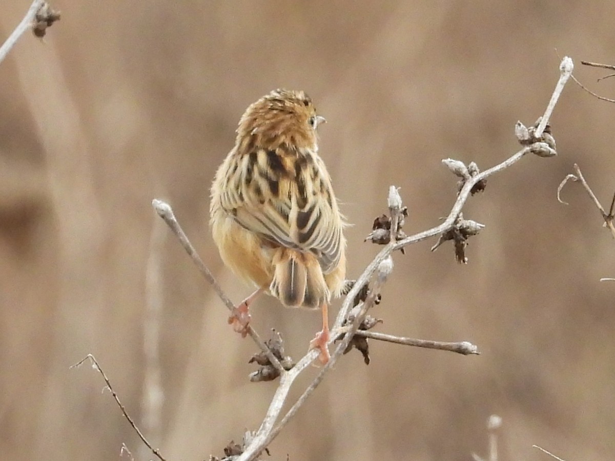 Zitting Cisticola - ML646247658