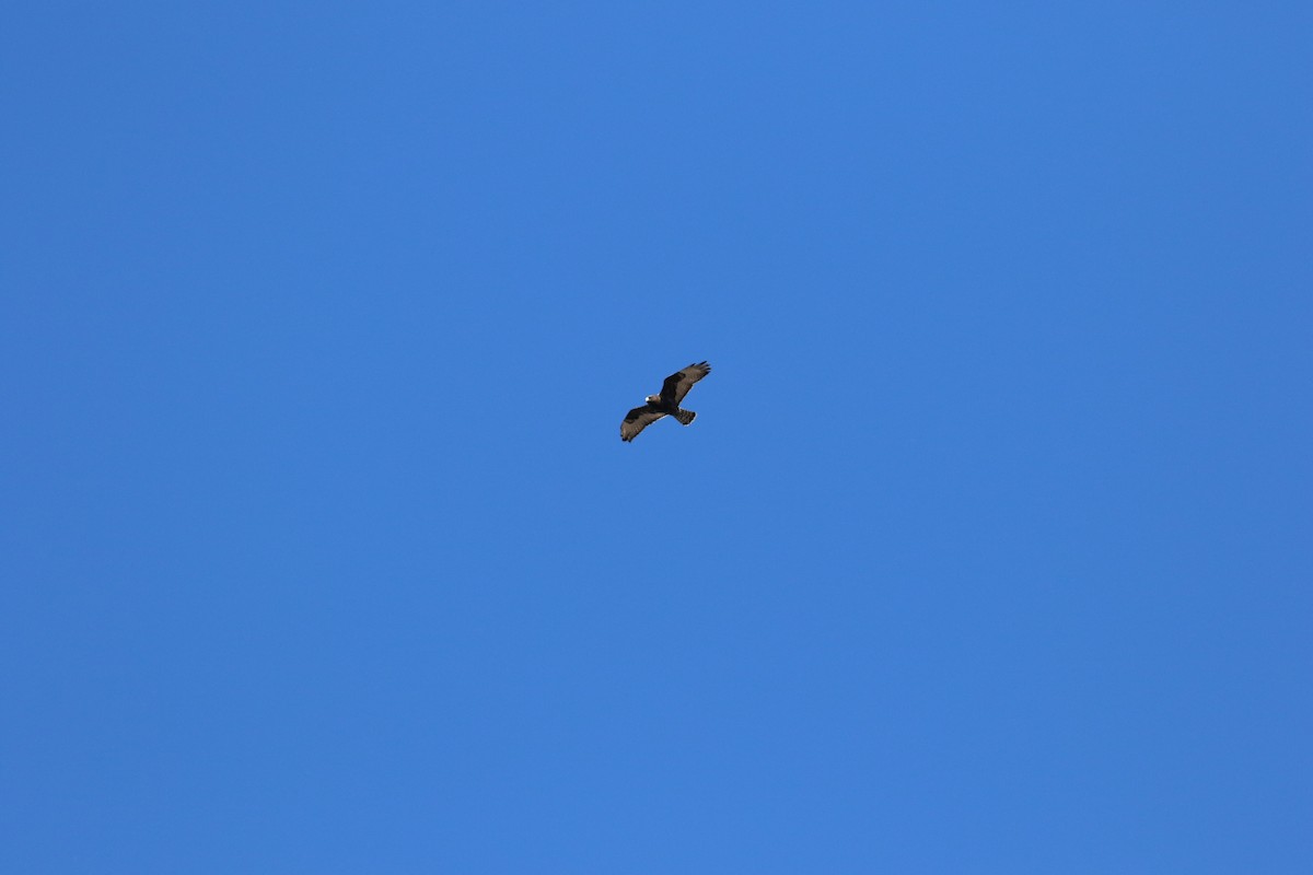 Rough-legged Hawk - ML646247668