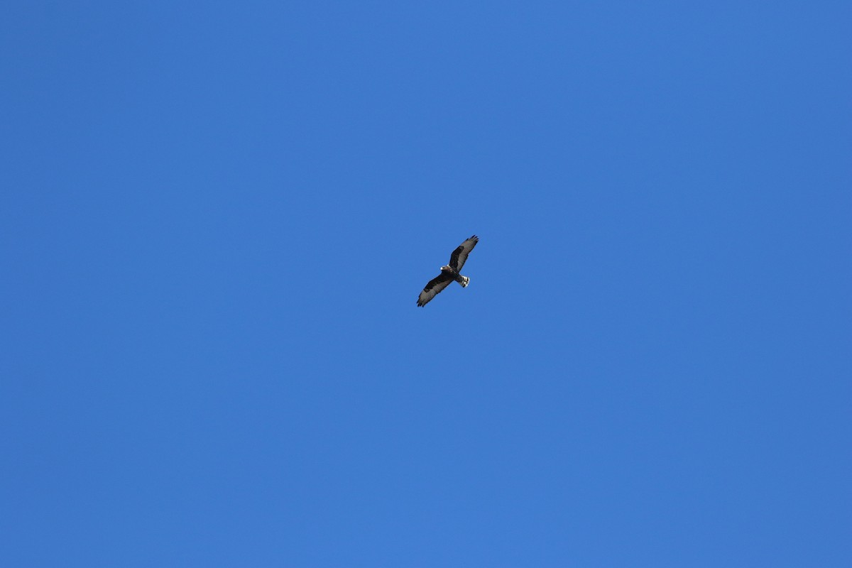 Rough-legged Hawk - ML646247670