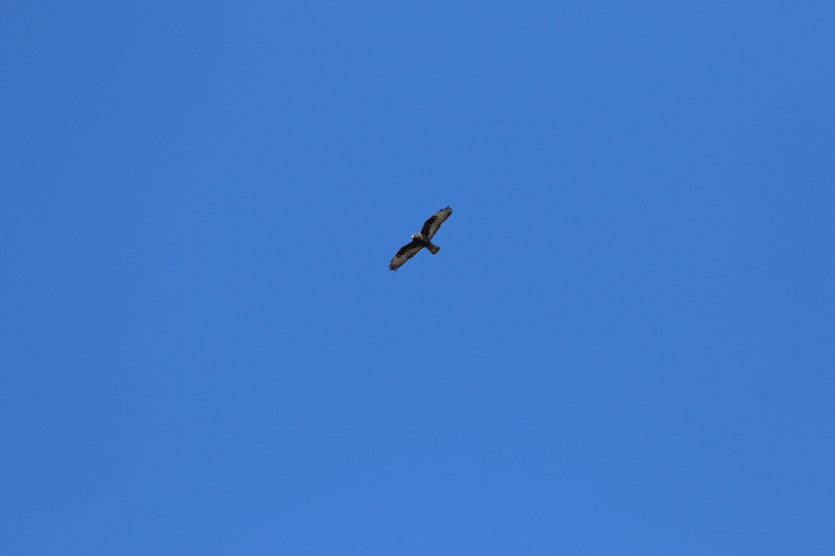 Rough-legged Hawk - ML646247671