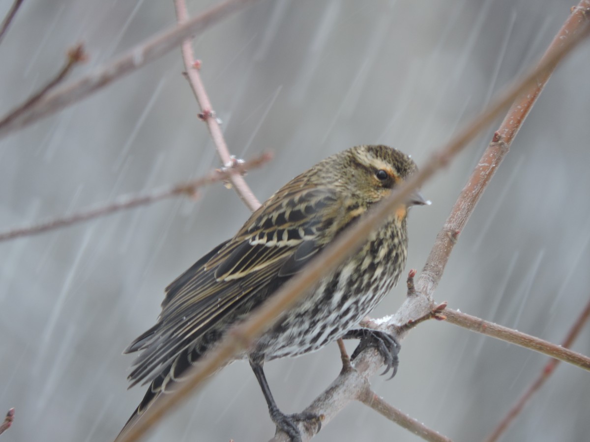 Red-winged Blackbird (Red-winged) - ML646247672