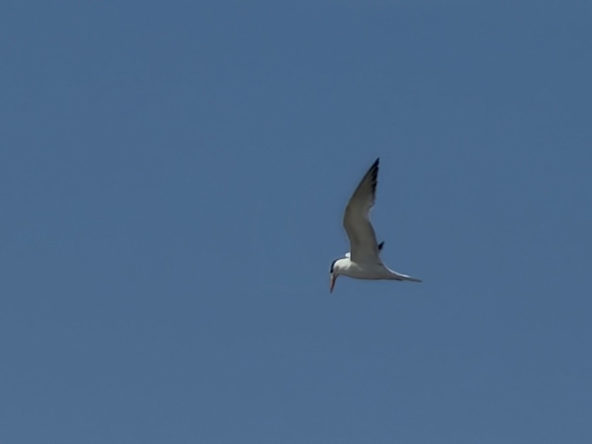 Royal Tern - ML646247673