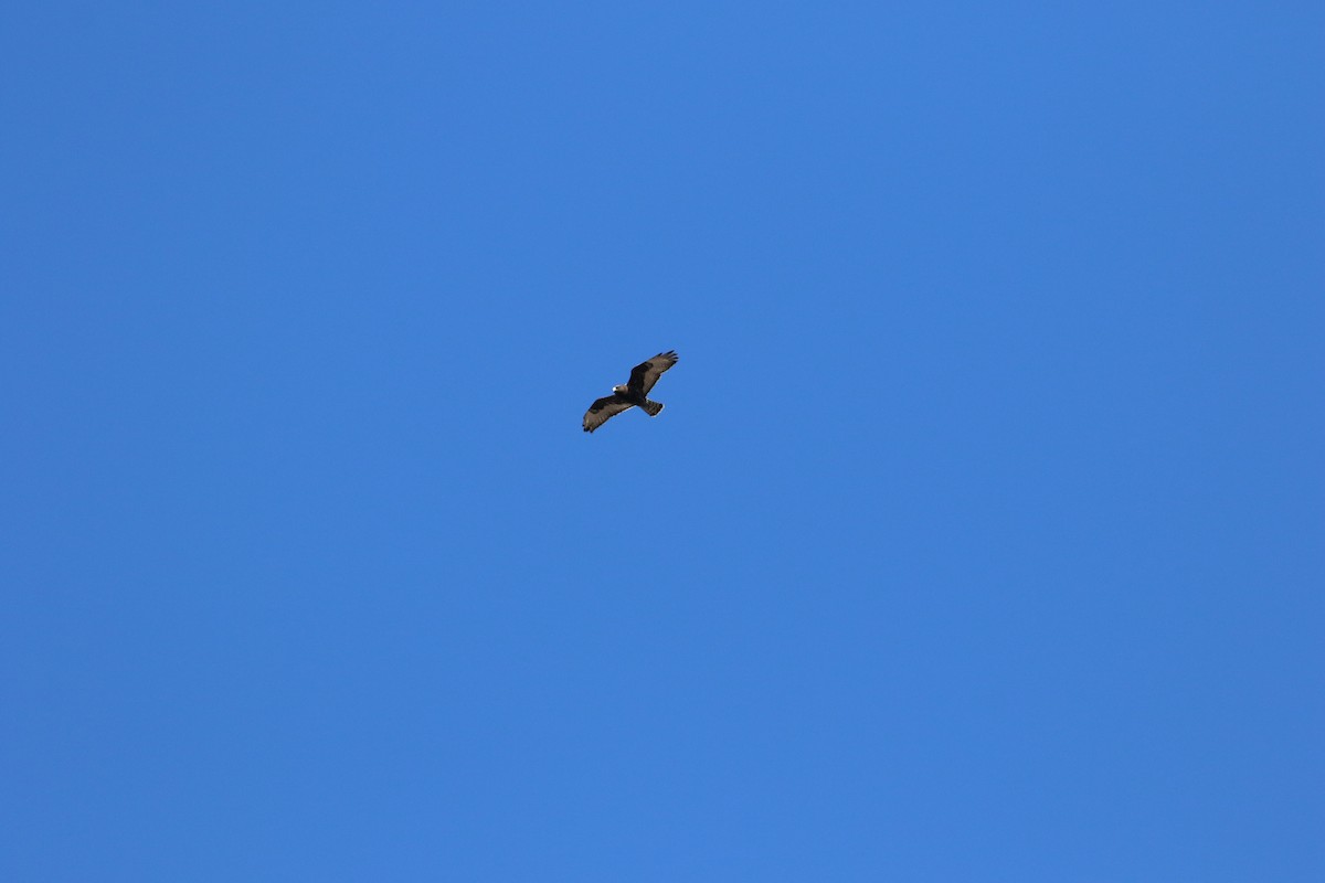 Rough-legged Hawk - ML646247675