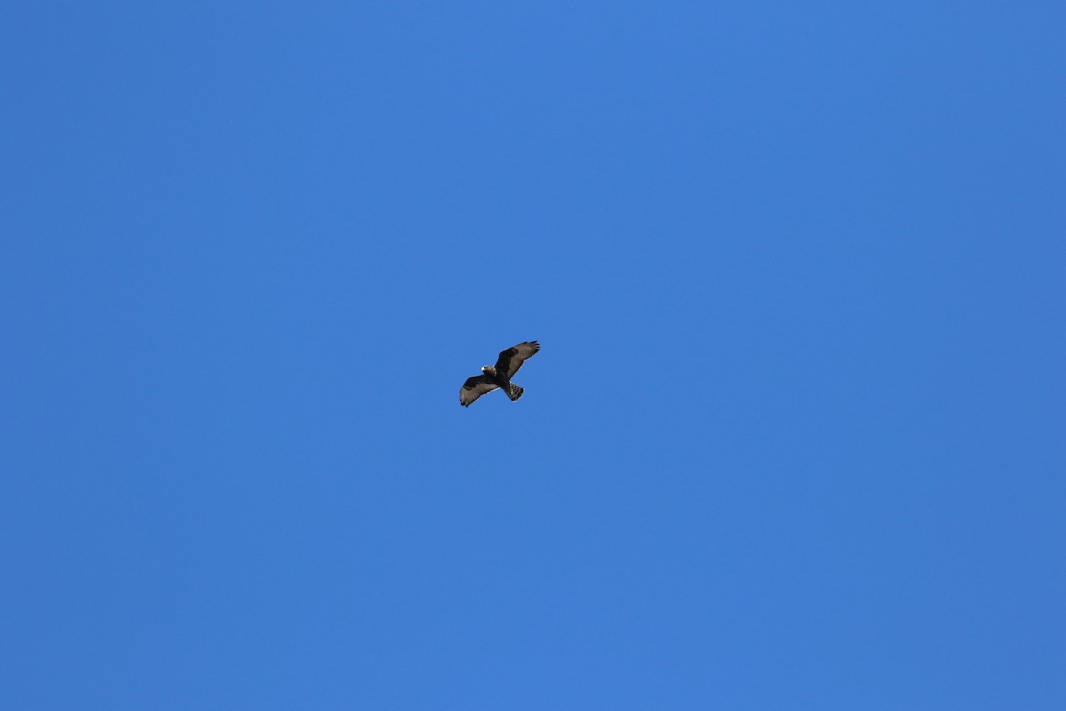 Rough-legged Hawk - ML646247676