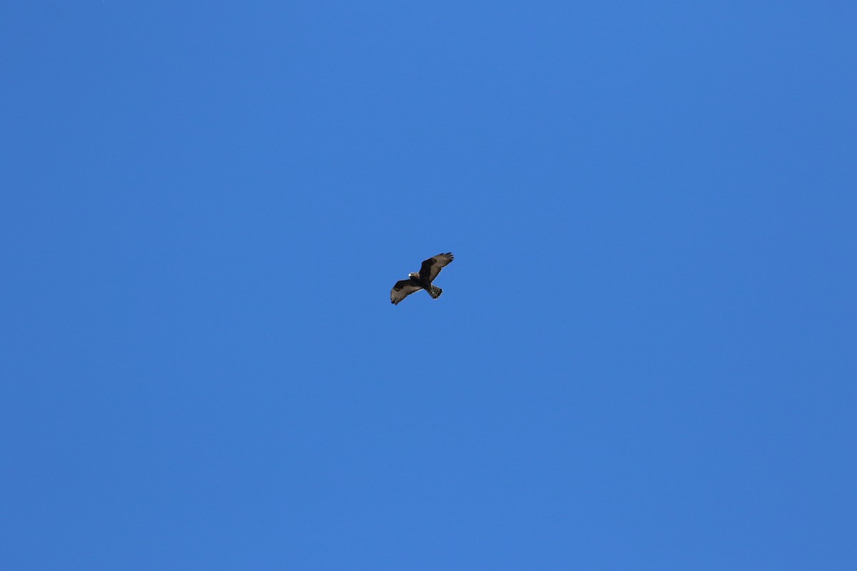 Rough-legged Hawk - ML646247677