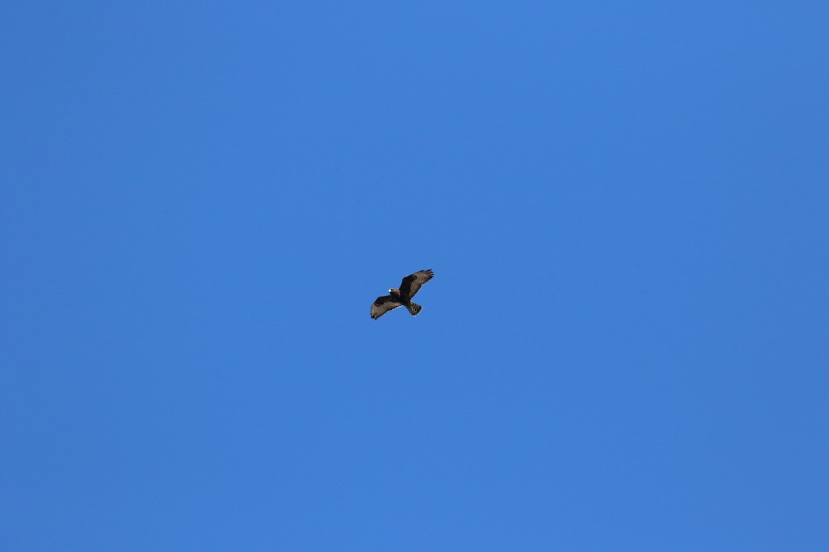 Rough-legged Hawk - ML646247678
