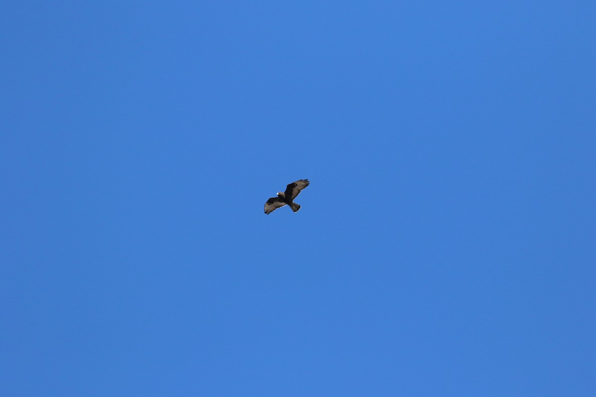 Rough-legged Hawk - ML646247679