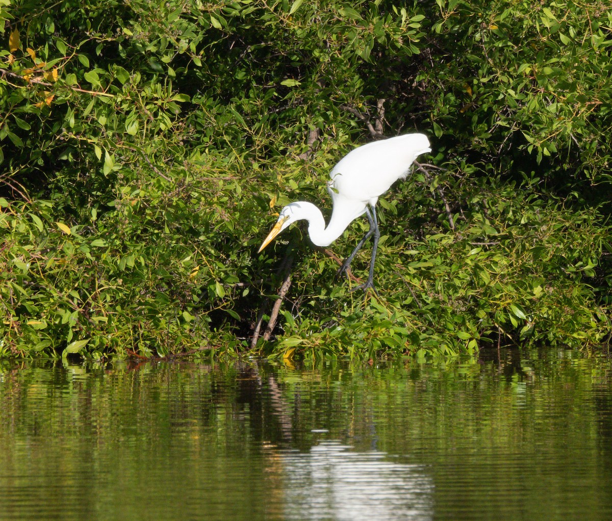 Great Egret - ML646247680