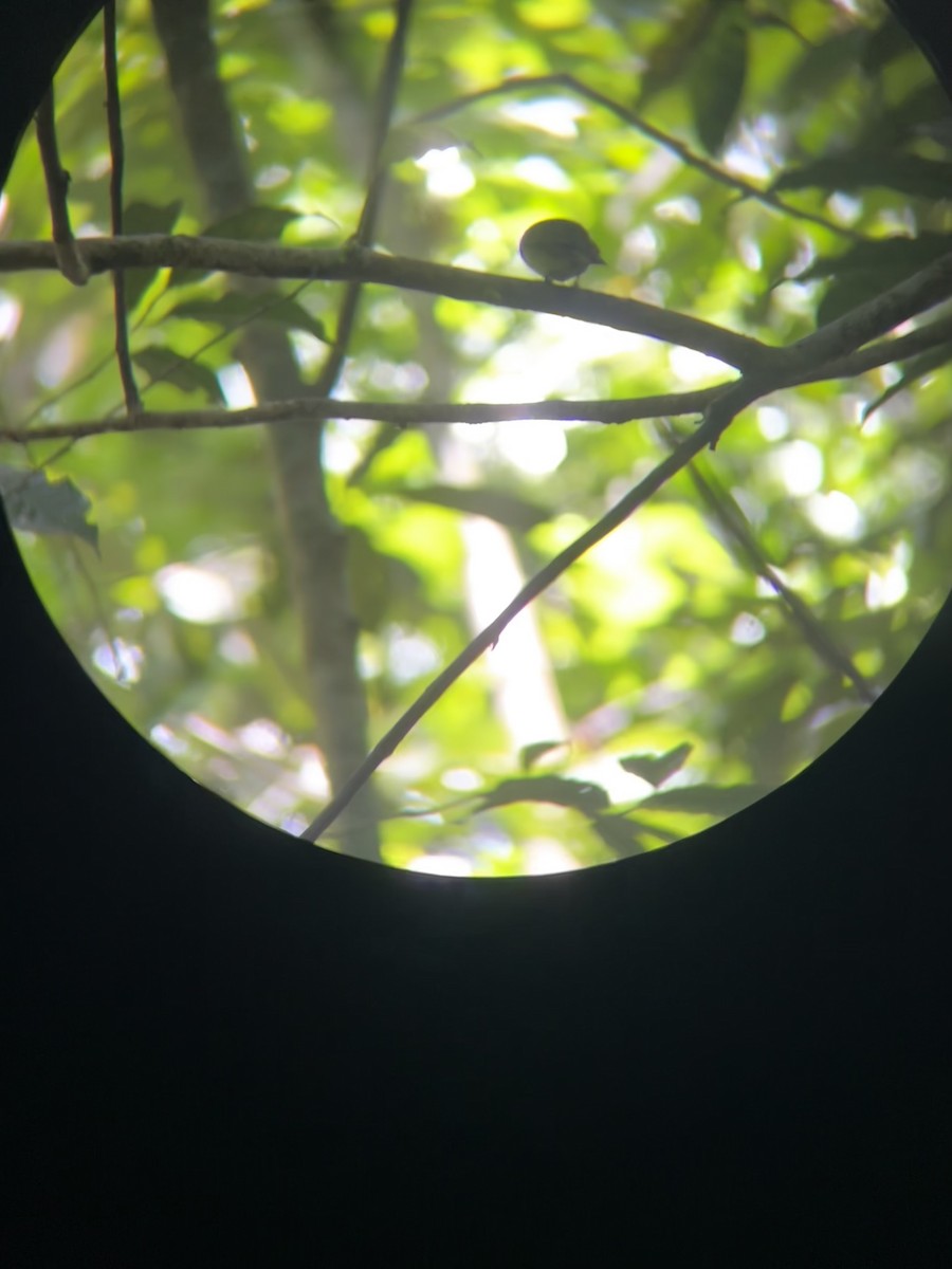 Amazonienzwergpipra - ML646247681