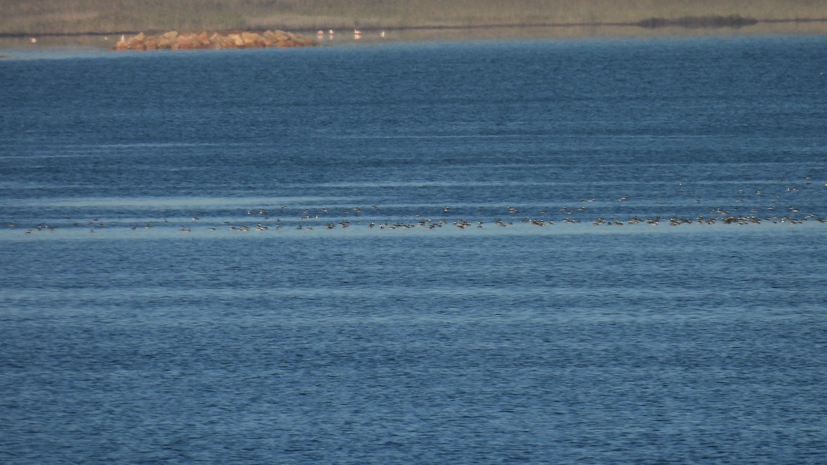 Eared Grebe - ML646247682