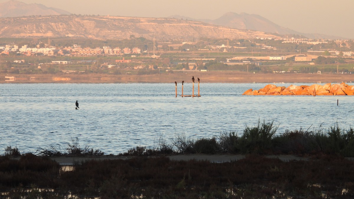 kormorán velký - ML646247684