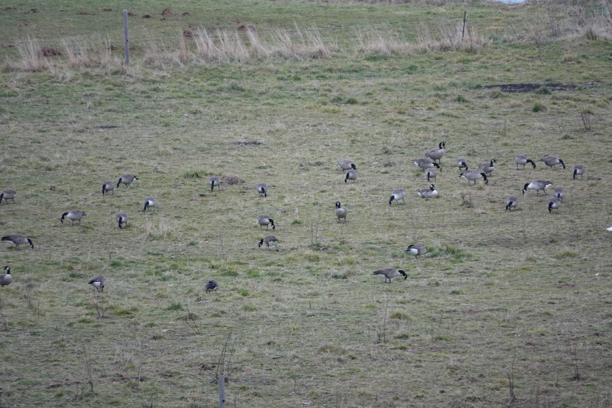 Canada Goose - ML646247689