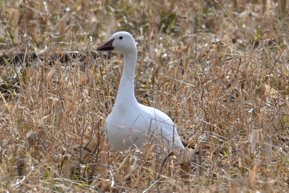 husa sněžní - ML646247690