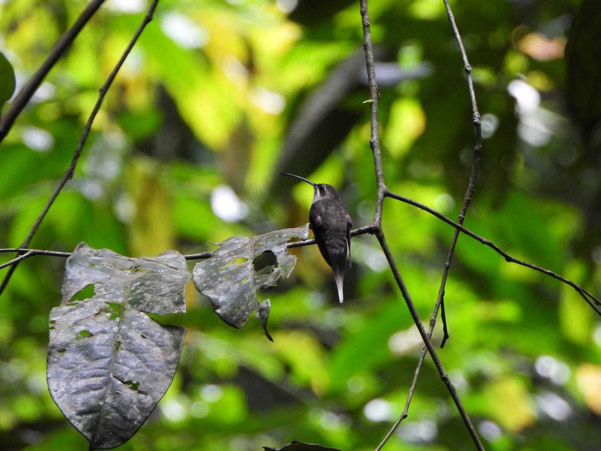 White-bearded Hermit - ML646247698