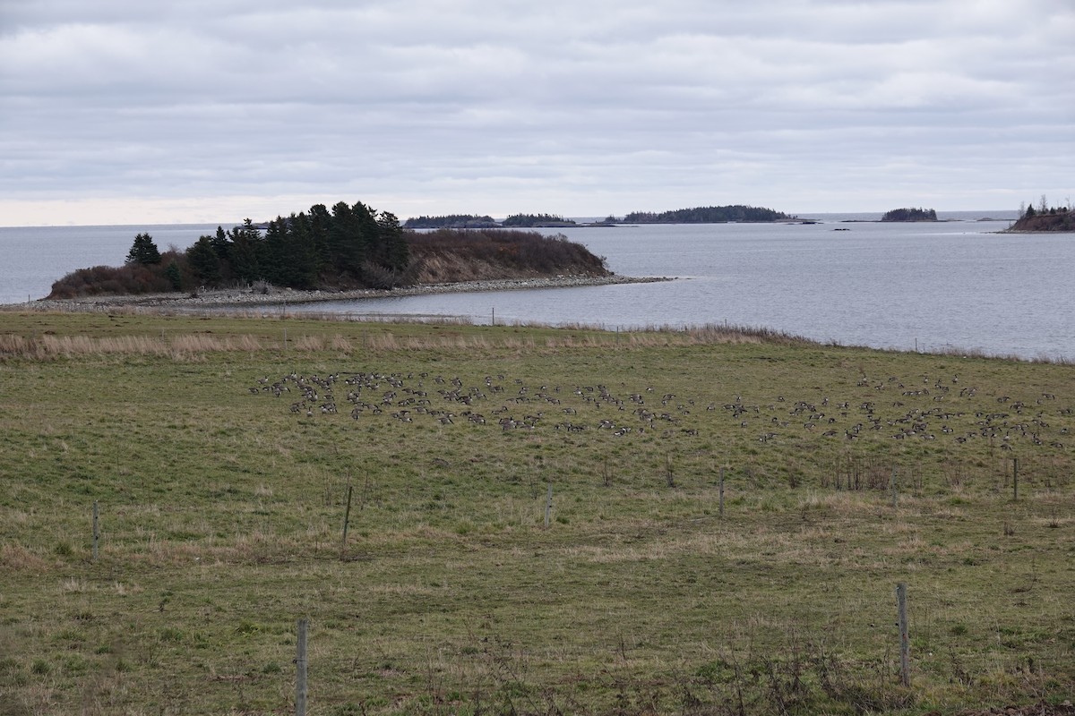 Canada Goose - ML646247699