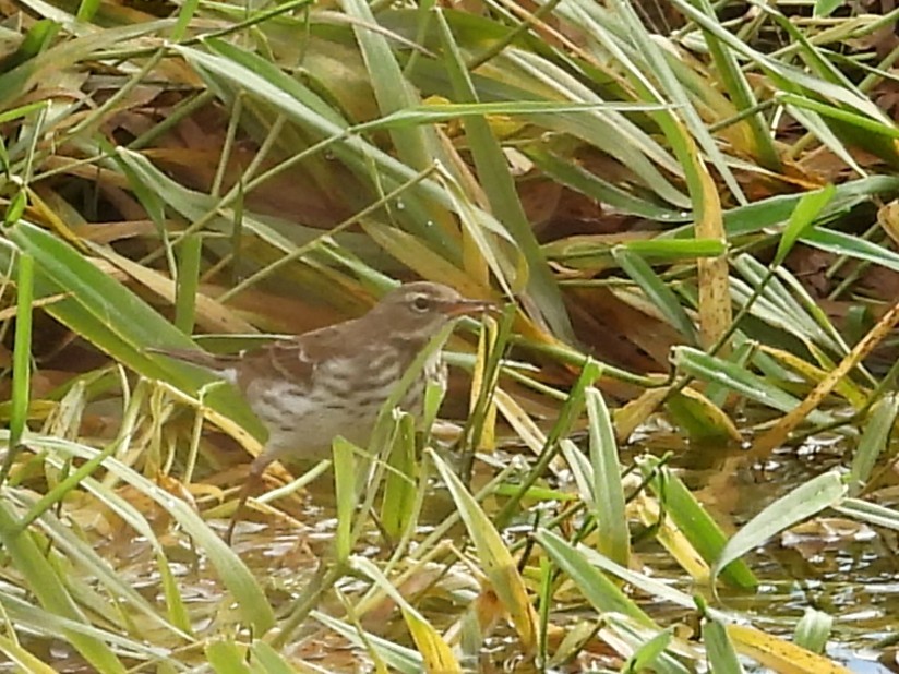 Water Pipit - ML646247700