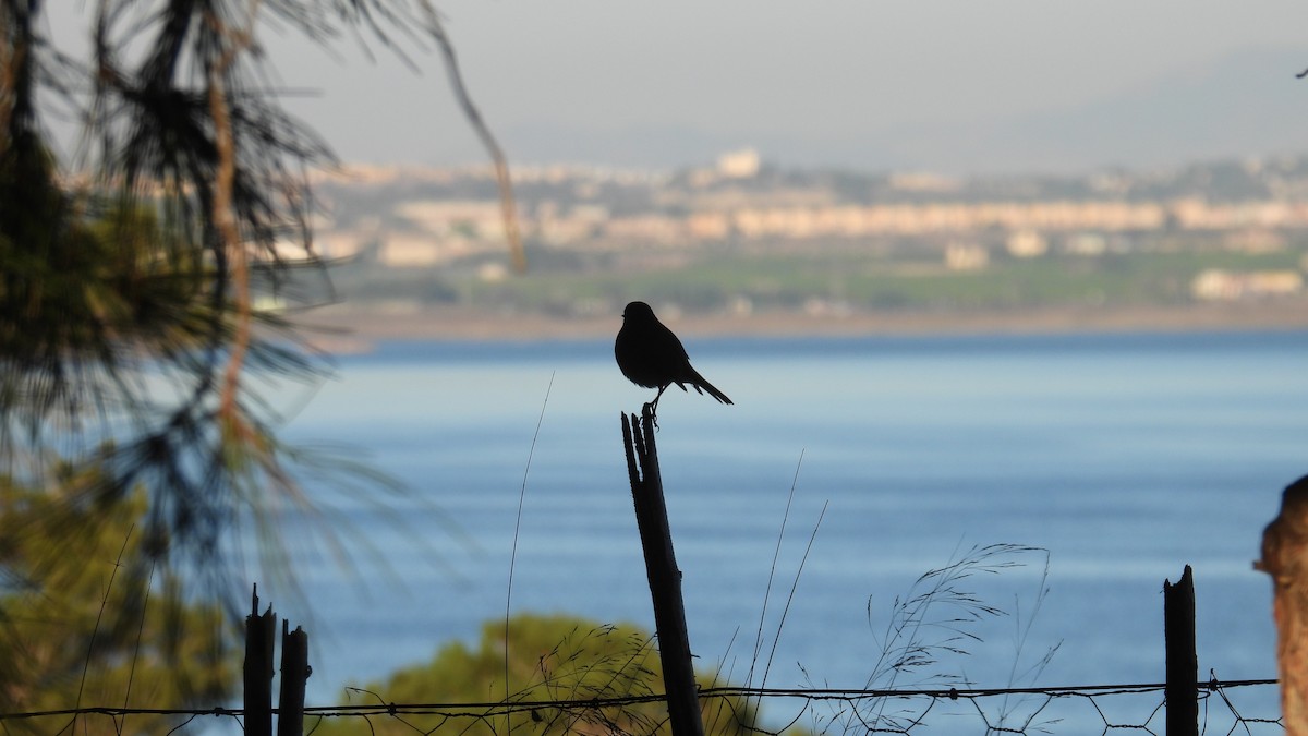 červenka obecná - ML646247701