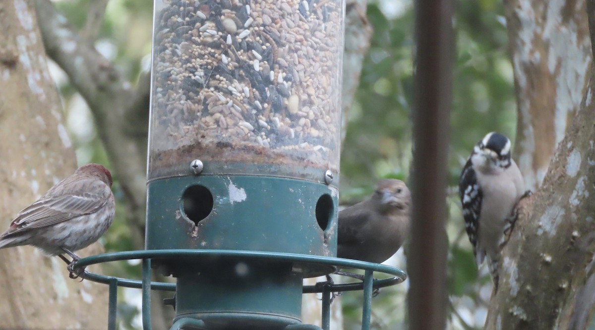 Braunkopf-Kuhstärling - ML646247703