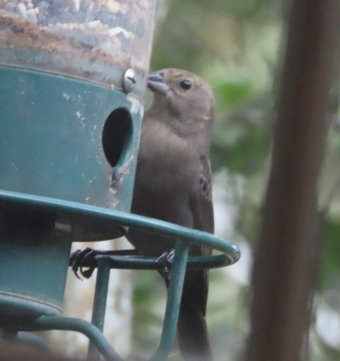 Braunkopf-Kuhstärling - ML646247704