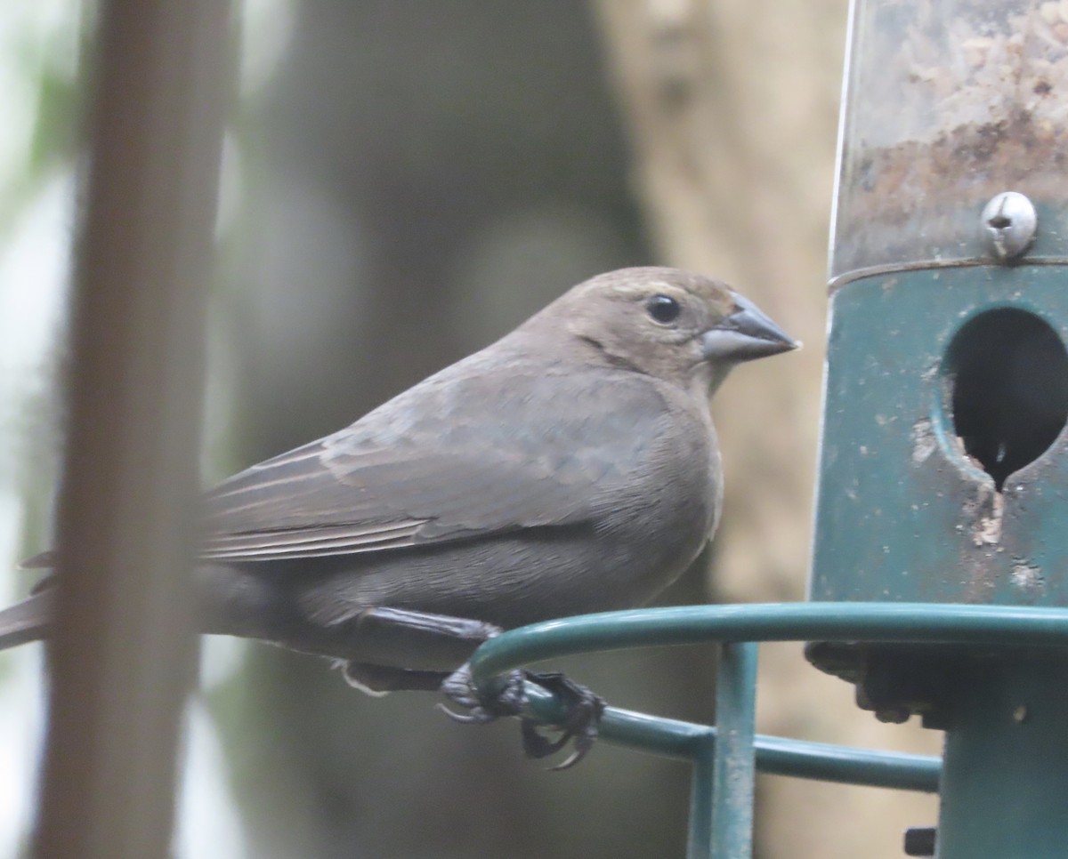 Braunkopf-Kuhstärling - ML646247705