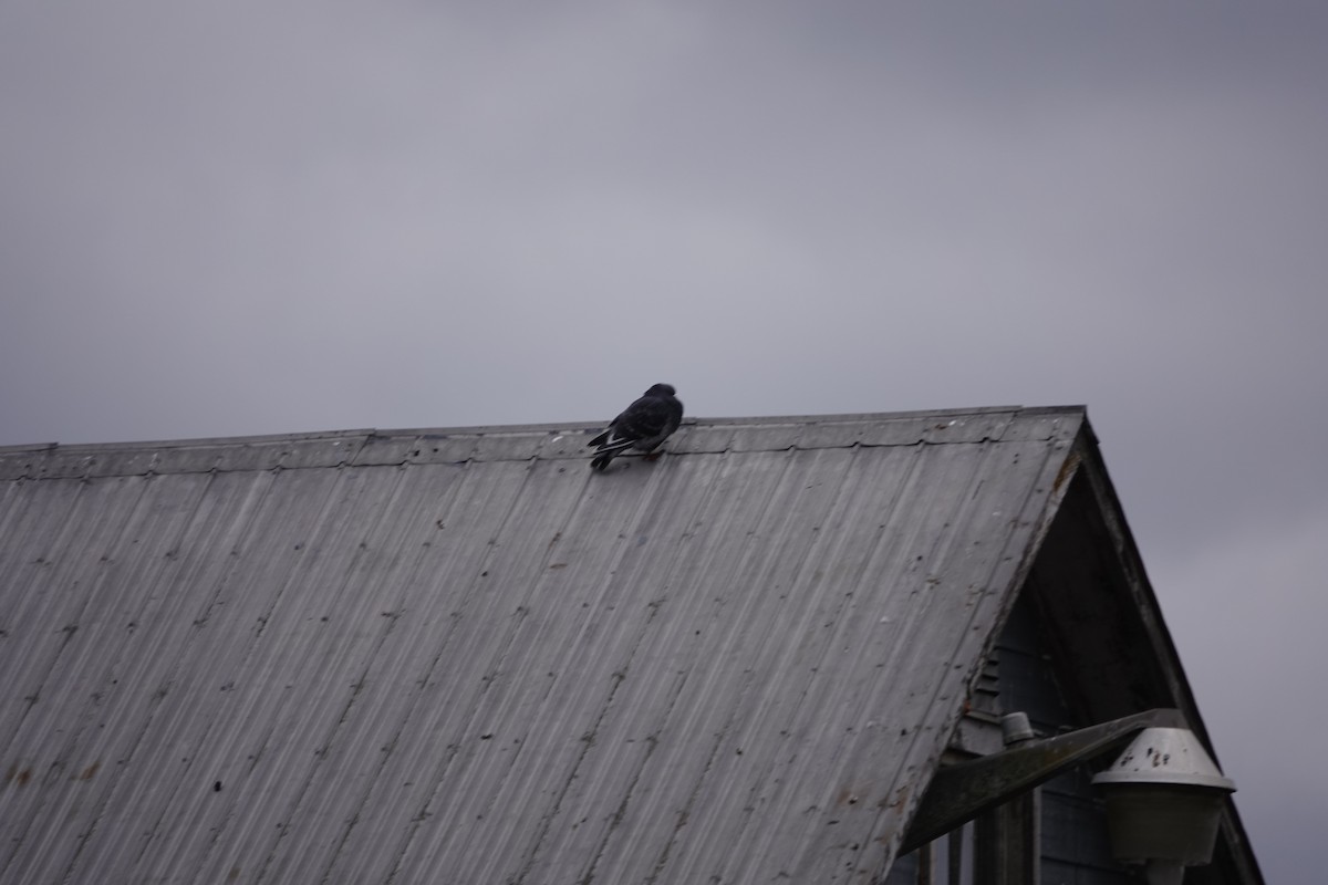 Rock Pigeon (Feral Pigeon) - ML646247712