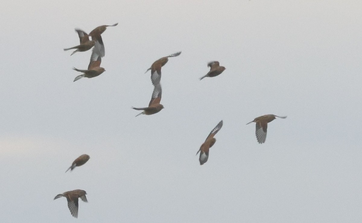 konopka obecná - ML646247713