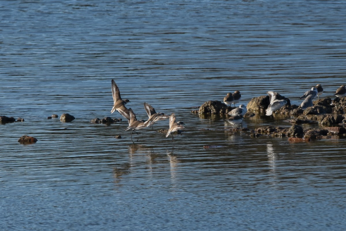 Common Ringed Plover - ML646247721